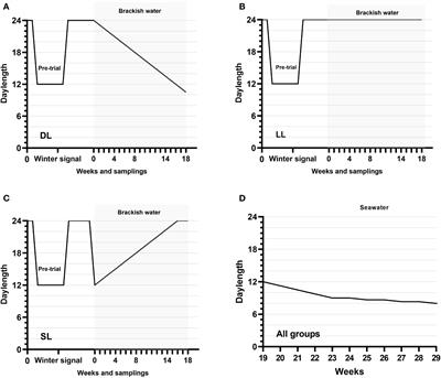 Gradually decreasing daylength after smoltification induced by “winter signal“ reduced sexual maturation in male Atlantic salmon